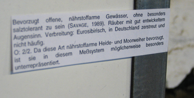 wasserwanzen