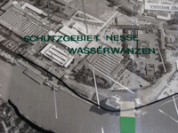 wasserwanzen