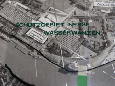 wasserwanzen